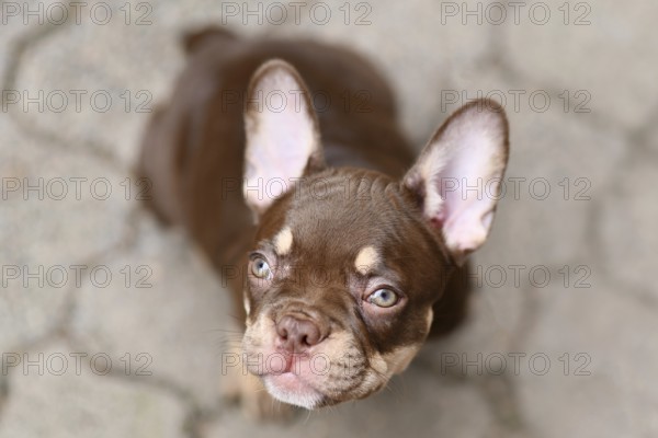 New Schade Mocca Orange Tan colored French Bulldog puppy