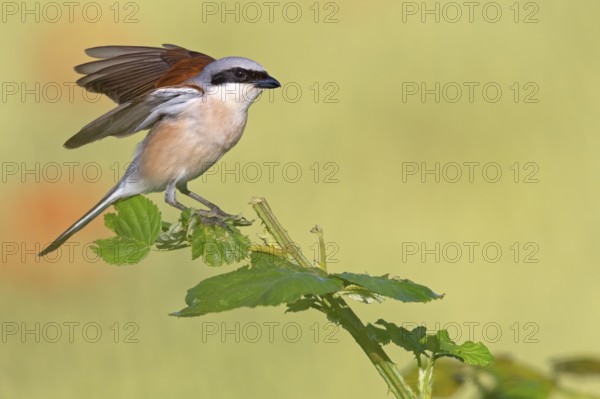 Red-backed shrike, red-backed shrike, thorn-backed shrike, family of shrikes, (Lanius collurio), male, Hockenheim, Baden-Württemberg, Germany, Europe