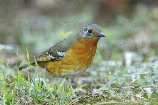 Orange ground thrush (Geokichla gurneyi), Zoothera gurneyi, Benvie Garden, Howick, KwaZulu-Natal, South Africa, Africa