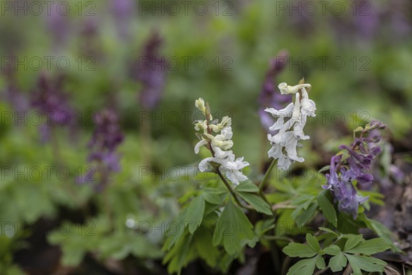 Hollow larkspur (Corydalis cava), Bad Iburg, Lower Saxony, Germany, Europe