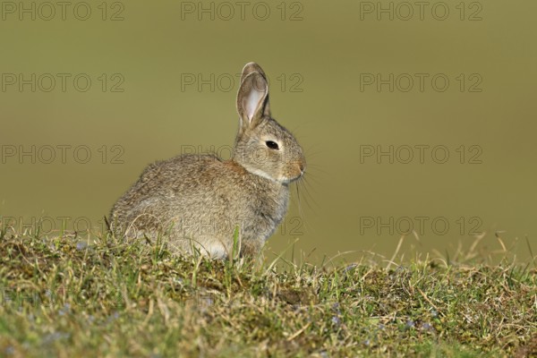 Wild rabbit (Oryctolagus cuniculus), sitting on a meadow, Texel, West Frisian Islands, province of North Holland, Netherlands