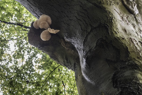 Ringed beech slime moulds (Oudemansiella mucida) on old copper beech (Fagus sylvatica), Emsland, Lower Saxony, Germany, Europe