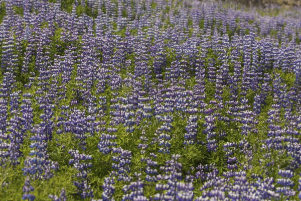 Nootka lupine, Lupinus nootkatensis, covering large areas in iceland to stop erosion. Djupivogur, east iceland