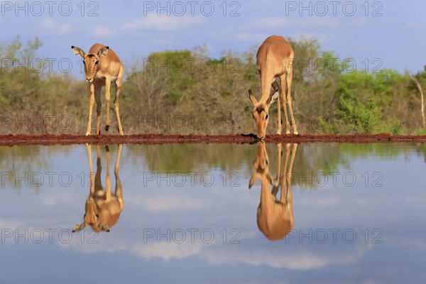 Black Heeler Antelope (Aepyceros melampus), adult, female, two, at the water, drinking, Kruger National Park, Kruger National Park, Kruger National Park South Africa