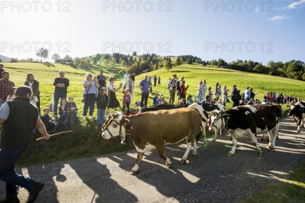 Alpine cattle drive, Münstertal, Southern Black Forest, Black Forest, Baden-Württemberg, Germany, Europe