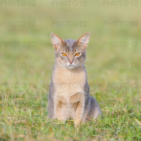 Burmese cat, Burmese, sitting in a meadow, short-haired breed of domestic cat, Altmühlsee, Altmühltal, Upper Bavaria, Bavaria, Germany, Europe