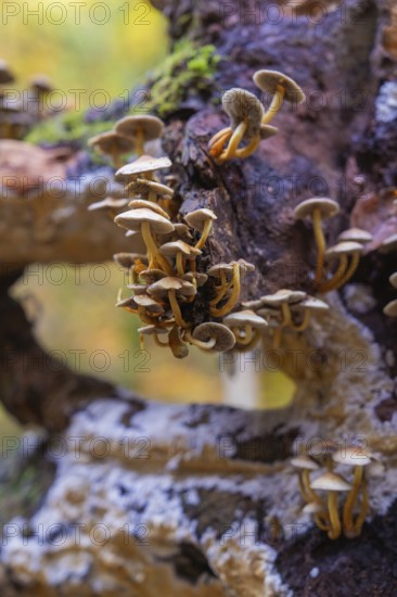 Small mushrooms growing close to a mossy tree trunk, Monbachtal, Bad Liebenzell, Calw district, Black Forest, Germany, Europe