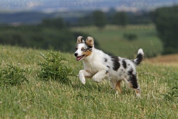 Australian Shepard, 3 months old, playing in meadow, puppy