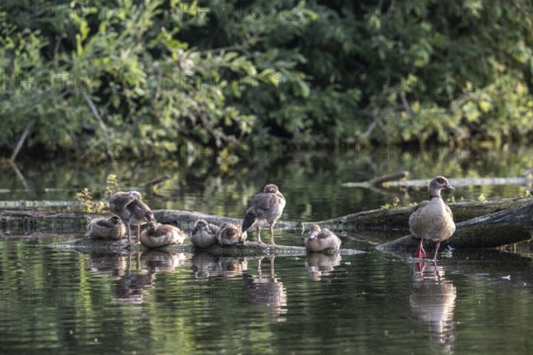 Egyptian Geese (Alopochen aegyptiacus) adult bird with goslings, Baden-Württemberg, Germany, Europe