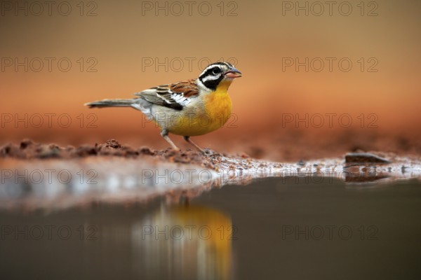 Golden-breasted Bunting (Emberiza flaviventris), adult, at the water, drinking, Kruger National Park, Kruger National Park, Krugerpark, South Africa, Africa