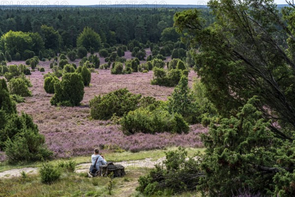 Flowering heath, heather and juniper bushes, in the Totengrund, near the village of Wilsede, in the Lüneburg Heath nature reserve, Lower Saxony, Germany, Europe