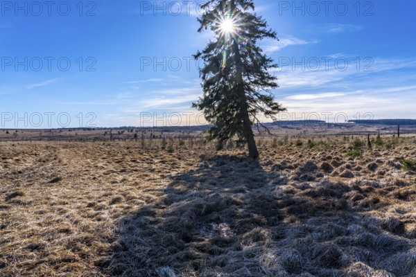 The High Fens, raised bog, in the Eifel and Ardennes region, High Fens-Eifel nature park Park, north-east of Baraque Michel, Belgium, Wallonia, Europe