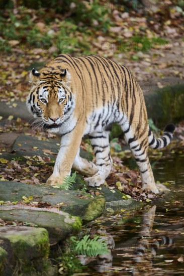 Siberian tiger (Panthera tigris altaica) walking on the ground, Germany, Europe