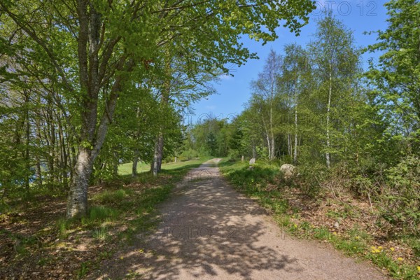 A peaceful forest path along the Schluchsee under a clear sky in spring, Schluchsee, Black Forest, Baden-Württemberg, Germany, Europe