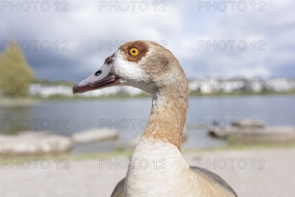 Nile goose (Alopochen aegyptiaca) in profile view, close-up, wide angle, looking to the left, standing on a path, a lake and residential buildings are blurred in the background, Phönixsee, Dortmund, North Rhine-Westphalia, Germany, Europe