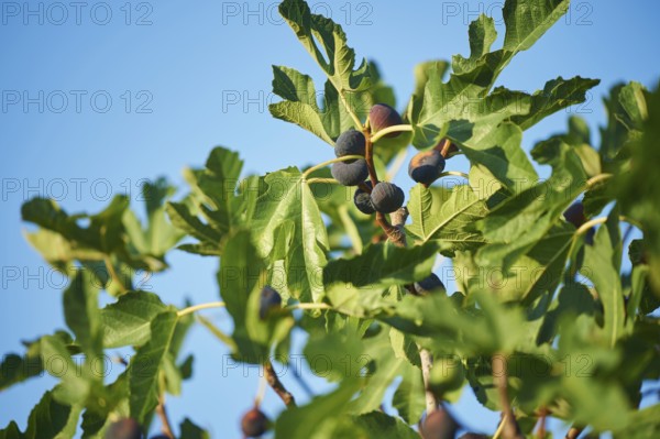 Common fig (Ficus carica) fruits in summer, Cres, Croatia, Europe