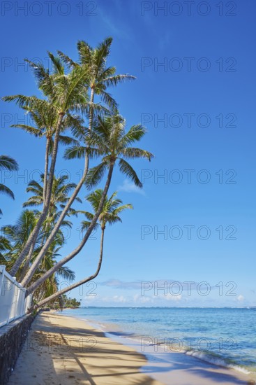 Landscape of palms on a tropical Beach on Oahu, Hawaiian Island Oahu, O?ahu, Hawaii, Aloha State, United States, North America