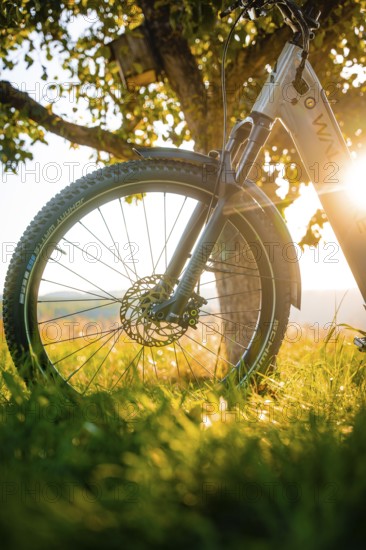 Mountain bike in front of a tree in the evening light with natural background, e-bike, forest bike, Calw, district Calw, Black Forest, Germany, Europe