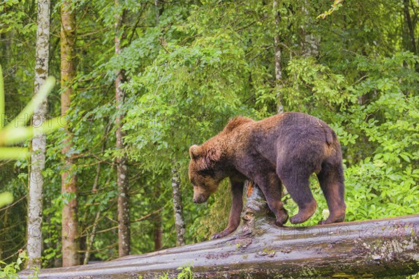 A young male Eurasian brown bear (Ursus arctos arctos) walks on a rotting log lying on the ground