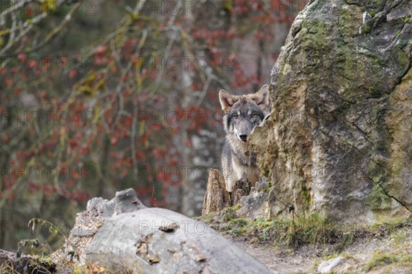 A young grey wolf (Canis lupus lupus) stands behind a rock and a rotting tree trunk on a cloudy day and observes the surroundings