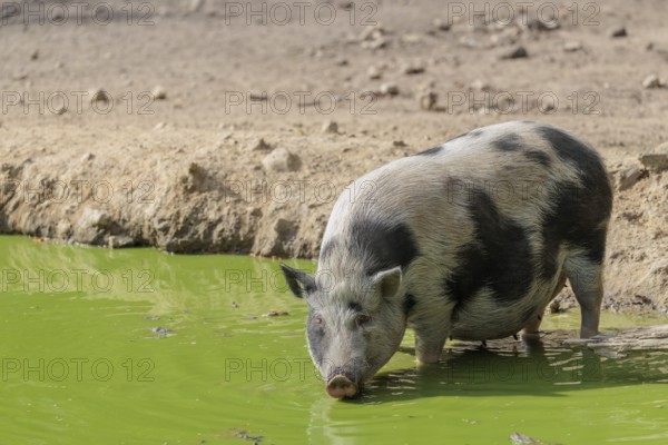 A female Vietnamese pot-bellied pig, Sus scrofa f. domestica, stands in a pond with green water and drinks