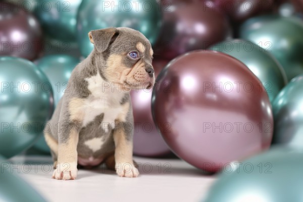 6 weeks old tan French Bulldog dog puppy with colorful balloons in background