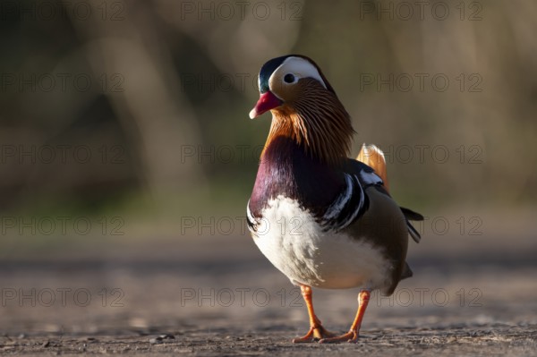 Mandarin duck (Aix galericulata), drake, during mating season, on land, Heiligenhaus, North Rhine-Westphalia, Germany, Europe