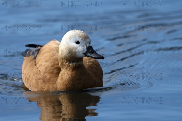 Ruddy shelduck (Tadorna ferruginea), in the water, Heiligenhaus, North Rhine-Westphalia, Germany, Europe