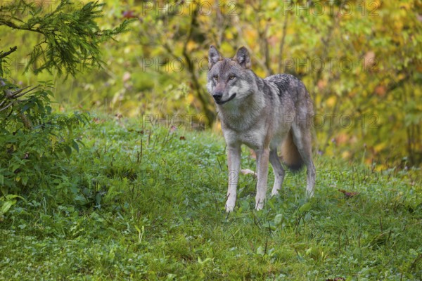 A eurasian gray wolf (Canis lupus lupus) stands on a hill, observing the area. A forest in fall colors in the background