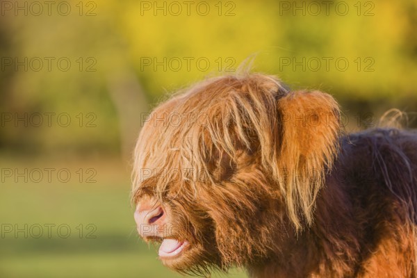 Portrait of a Highland calf (Bos primigenius taurus) in the first light of the day