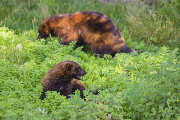 Two wolverine (Gulo gulo) rest on a green meadow at a forest edge