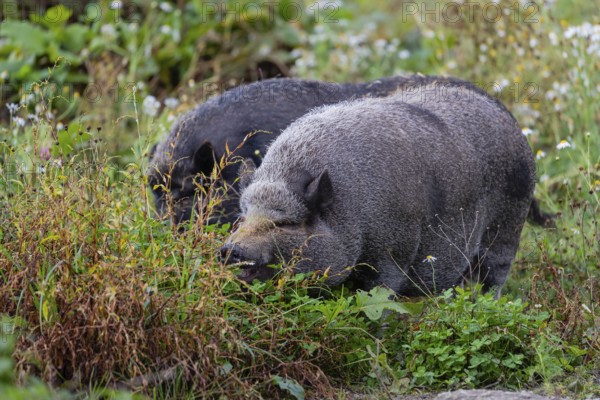 Two Minipigs, Sus scrofa domesticus, standing in a flowering meadow