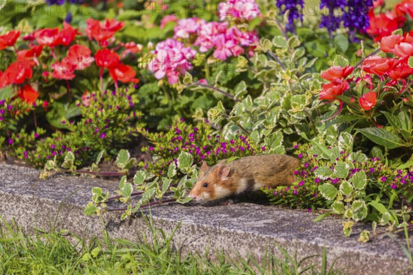 A European hamster (Cricetus cricetus), Eurasian hamster, black-bellied hamster or common hamster, sits on an old grave and eats the flower decoration