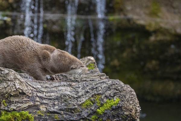 One Eurasian otter (Lutra lutra) resting on a log in front of a little cascade. Shaking his head to get the water out of the fur