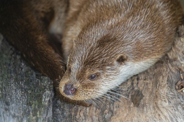 One Eurasian otter (Lutra lutra) resting resting in a hollow log