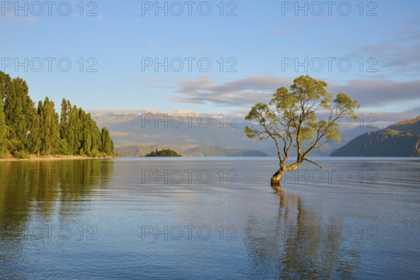 A tree standing in the lake with mountains in the background at sunrise, summer, Lake Wanaka, Wanaka, Otago, South Island, New Zealand, Oceania