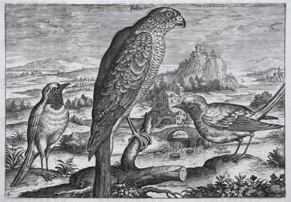 Falcon in front of a medieval landscape with castle, copperplate engraving by Adriaen Collaert, from Avium Vivae Icones, the series of birds, around 1600, Antwerp