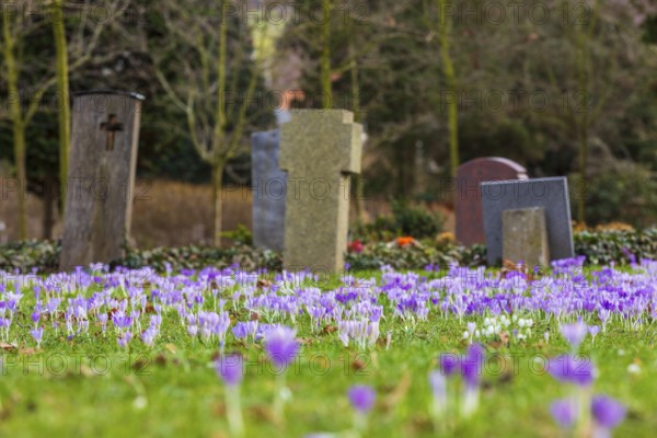 Crocuses (crocus) bloom between the graves of the Trinitatisfriedhof cemetery in Riesa, Saxony, Germany, Europe