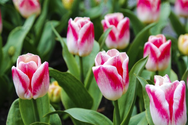 Gönningen tulip blossom, tulips (Tulipa), flowers, white, red, two-coloured blossoms, spring bloomers, bulbous flower genus, old tradition, custom, custom, tulip show, Tulip Sunday at the foot of the Swabian Alb, Gönningen, Reutlingen district, Baden-Württemberg, Germany, Europe