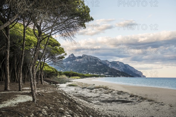 Lonely sandy beach and pine forest, Spiaggia di Isula Manna, sunset, Santa Maria Navarrese, Gulf of Orosei National Park, Baunei, Nuoro, Sardinia, Italy, Europe