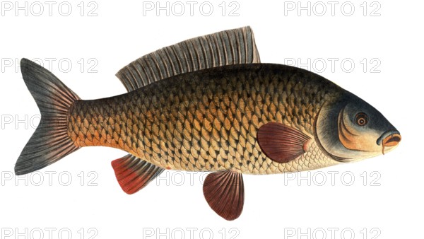 Fish, Fish, Genus of carp fish, Cyprinus carpio, Carp, Common carp, Historical, digitally restored reproduction from a 19th century original, Record date not stated