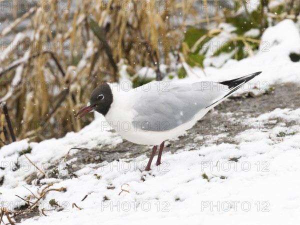 Black-headed Gull (Larus ridibundus), adult bird amongst falling snow, island of Texel, Holland of Texel, Holland