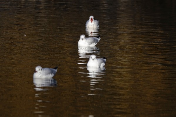 Seagulls on a lake in winter, Germany, Europe