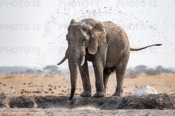 African elephant (Loxodonta africana), bathing at a waterhole, spraying water from its trunk, Nxai Pan National Park, Botswana Botswana