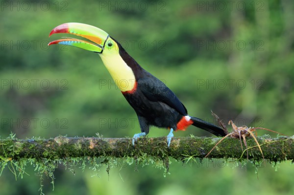 Keel-billed toucan (Ramphastos sulfuratus), sitting on a branch, Costa Rica, Central America