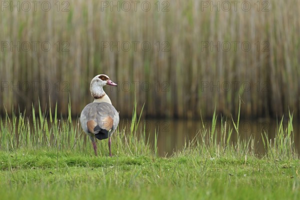 Egyptian goose (Alopochen aegyptiaca), male standing at the edge of a pond, Texel, West Frisian Islands, province of North Holland, Netherlands