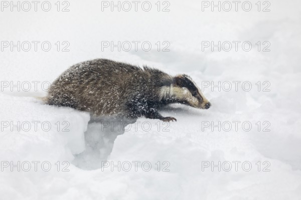 One young European badger (Meles meles) walking through deep snow during snow fall