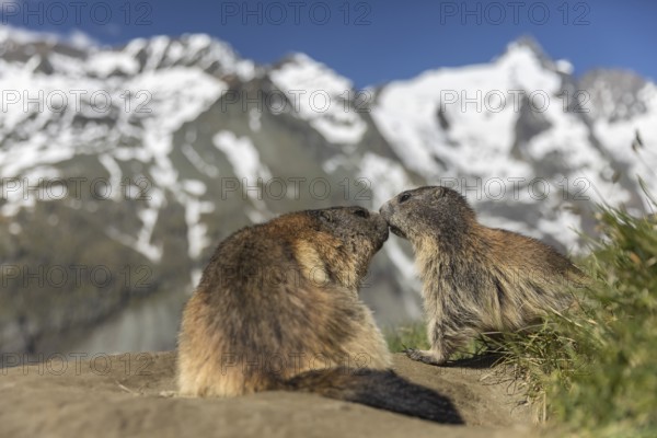 Two Alpine Marmot, Marmota marmota, resting in front of his den. Grossglockner mountain with blue sky in the background. Grossglockner high alpine road, Austria, Europe