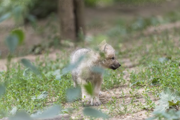 One four weeks old Arctic wolf cub (Canis lupus arctos) walking over green forest ground towards the camera