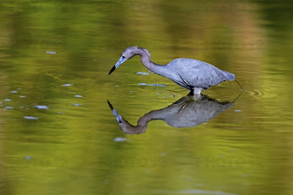 Great Blue Heron (Egretta caerulea), adult, in water, alert, foraging, Merritt Island, Black Point Wildlife Drive, Florida, USA, North America